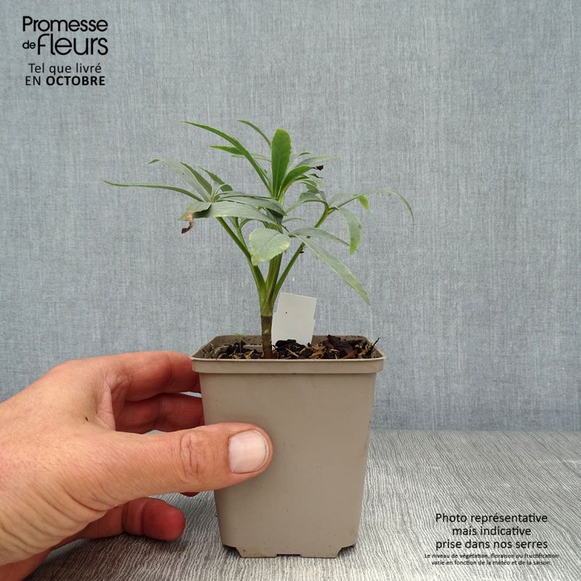 Esemplare di Helleborus foetidus - Elleboro puzzolente Vasetto da 8/9 cm come consegnato in autunno