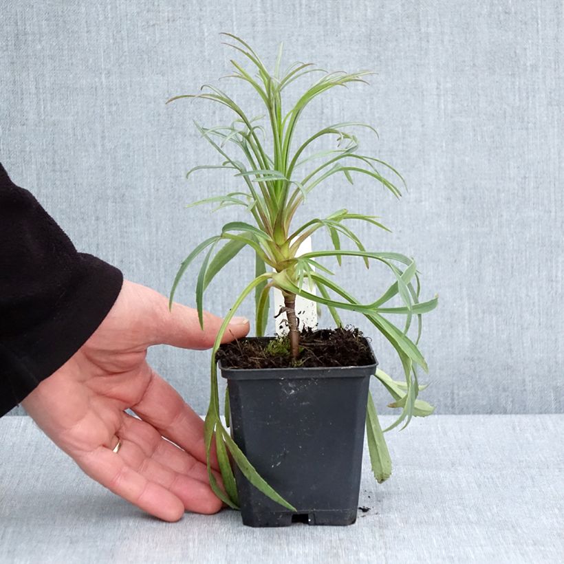 Helleborus foetidus - Elleboro puzzolente Vasetto da 8/9 cm esemplare consegnato in primavera