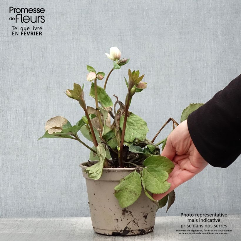Helleborus HGC Ice N' Roses Marbled Mia Marble - Elleboro Vaso da 2L/3L esemplare consegnato in inverno