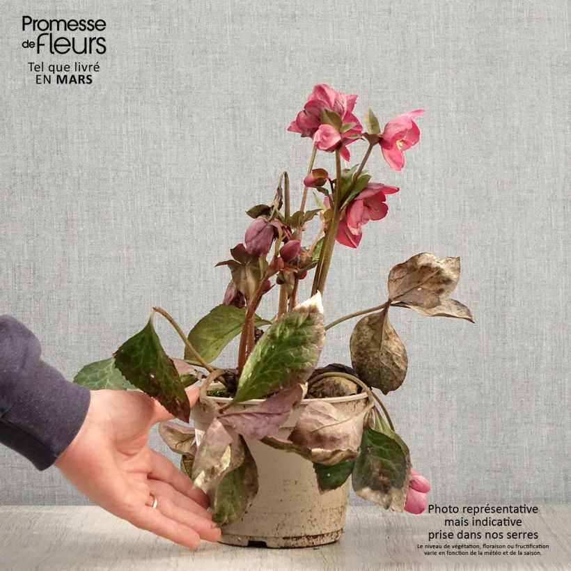 Helleborus HGC Ice N' Roses Marbled Mindy Marble - Elleboro Vaso da 2L/3L esemplare consegnato in primavera