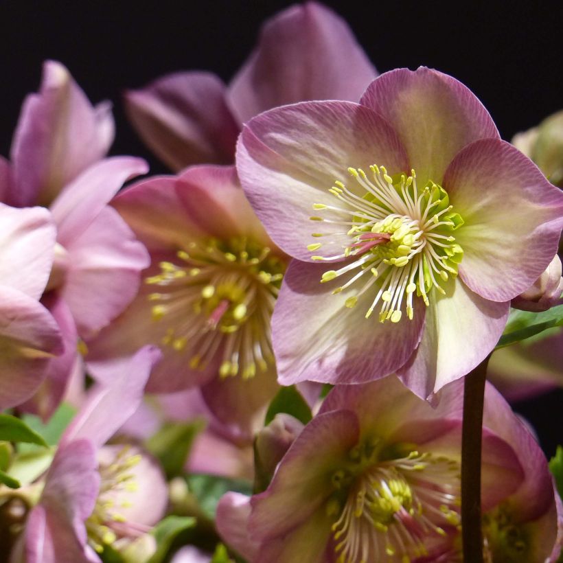 Helleborus HGC Ice N' Roses Pink - Elleboro (Fioritura)