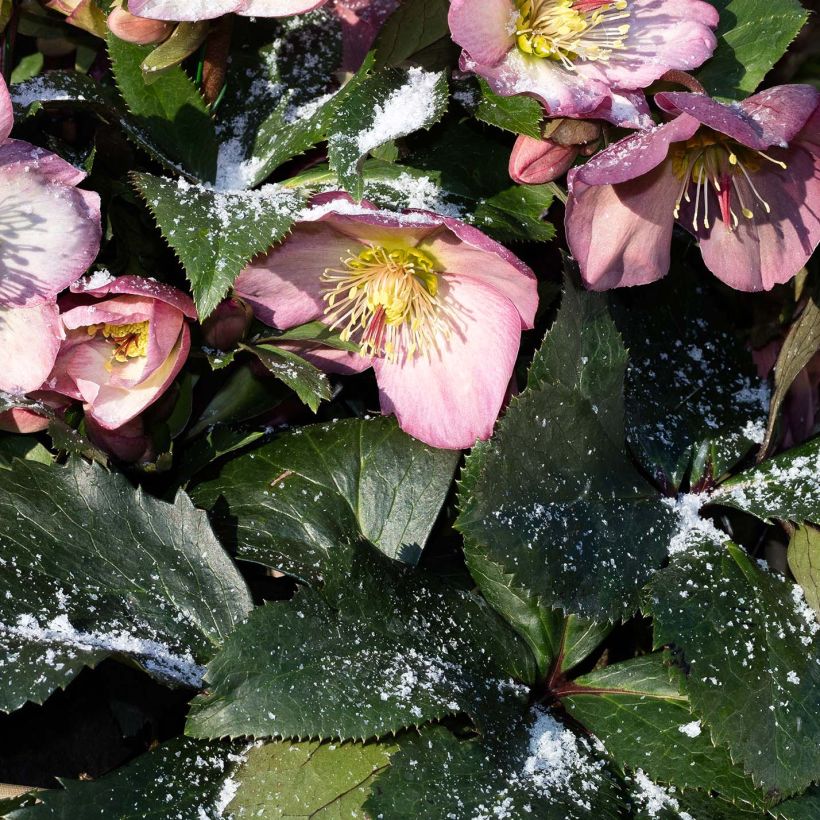 Helleborus HGC Ice N' Roses Pink - Elleboro (Fogliame)