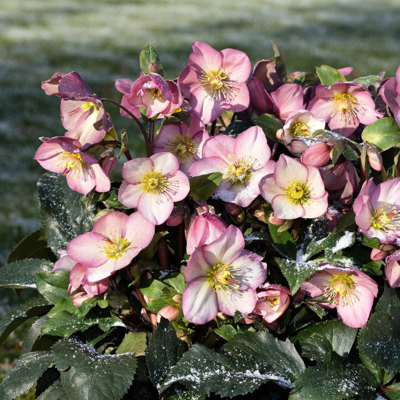 Helleborus HGC Ice N' Roses Pink - Elleboro (Porto)