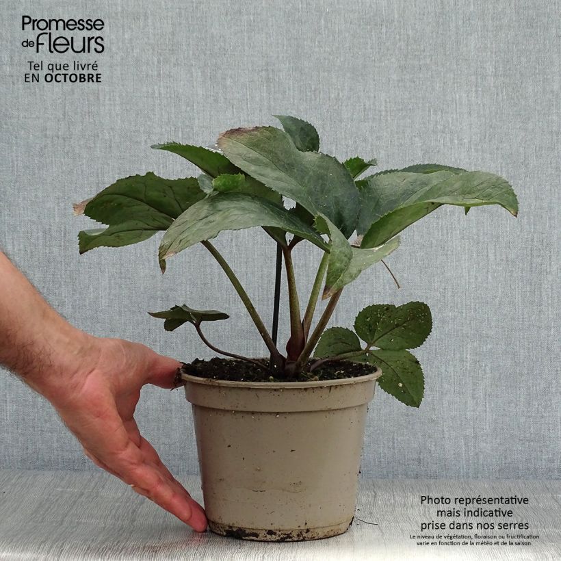 Esemplare di Helleborus HGC Ice N' Roses Pink - Elleboro Vaso da 2L/3L come consegnato in autunno