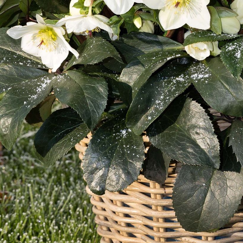 Helleborus HGC Ice N' Roses White - Elleboro (Fogliame)