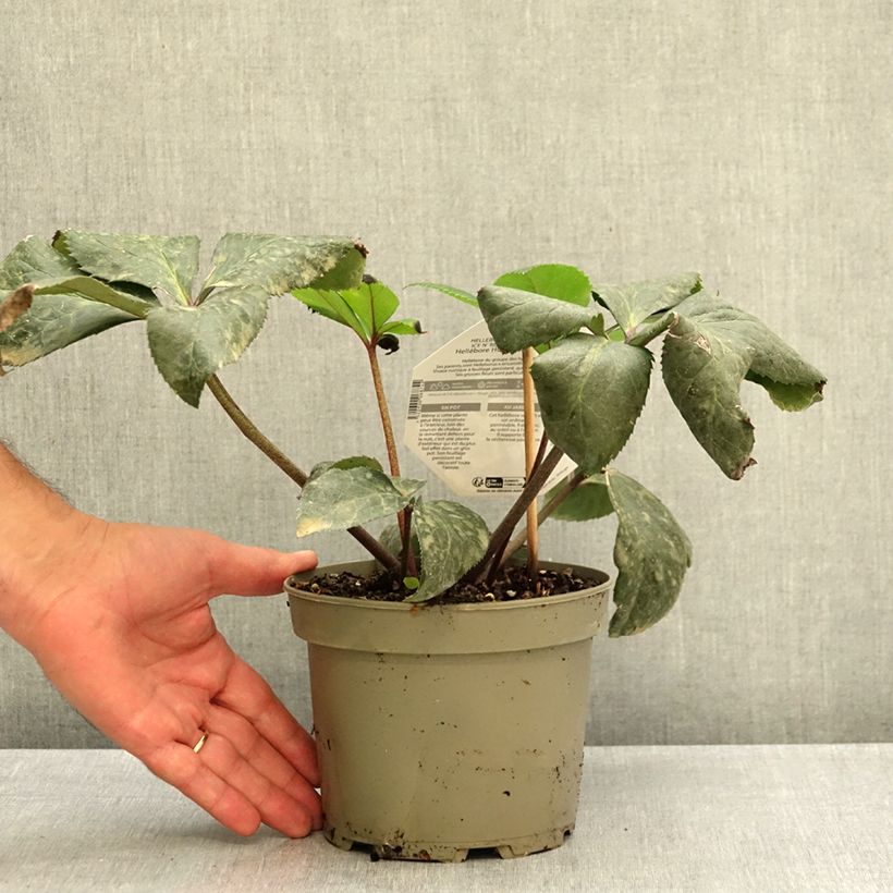 Esemplare di Helleborus HGC Ice N' Roses White - Elleboro Vaso da 2L/3L come consegnato in autunno