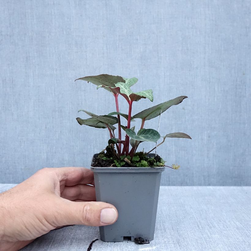 Esemplare di Helleborus lividus - Elleboro Vasetto da 8/9 cm come consegnato in autunno