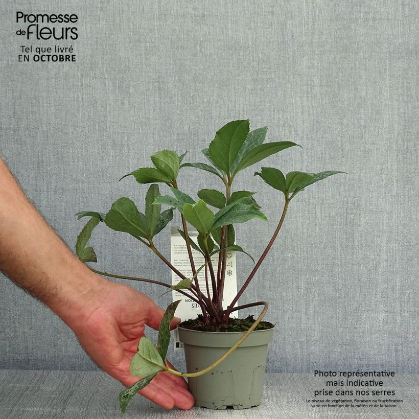 Esemplare di Helleborus Magic Leaves - Elleboro Vaso da Ø 10 cm/11 cm come consegnato in autunno