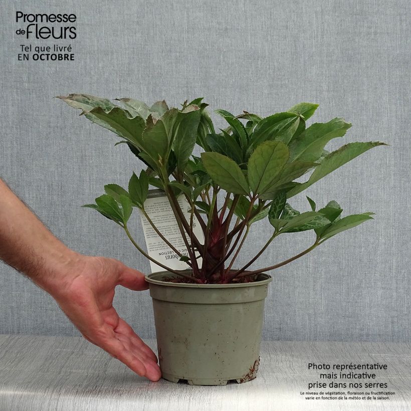 Esemplare di Helleborus Magic Leaves - Elleboro Vaso da 2L/3L come consegnato in autunno