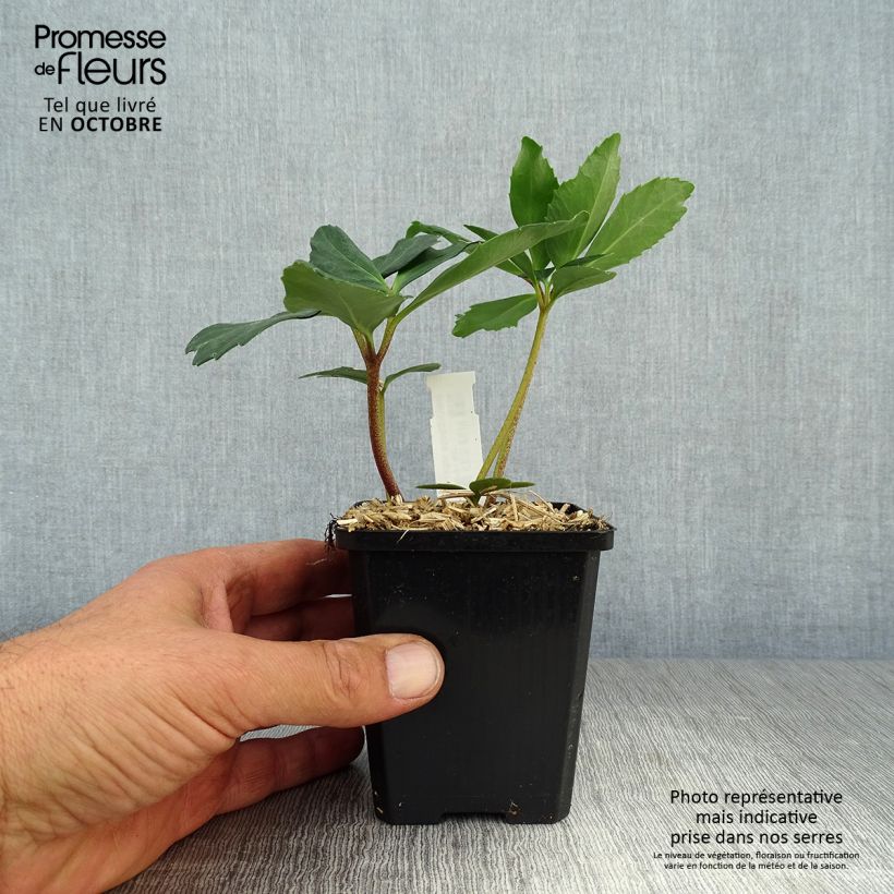 Esemplare di Helleborus niger Vasetto da 8/9 cm come consegnato in autunno
