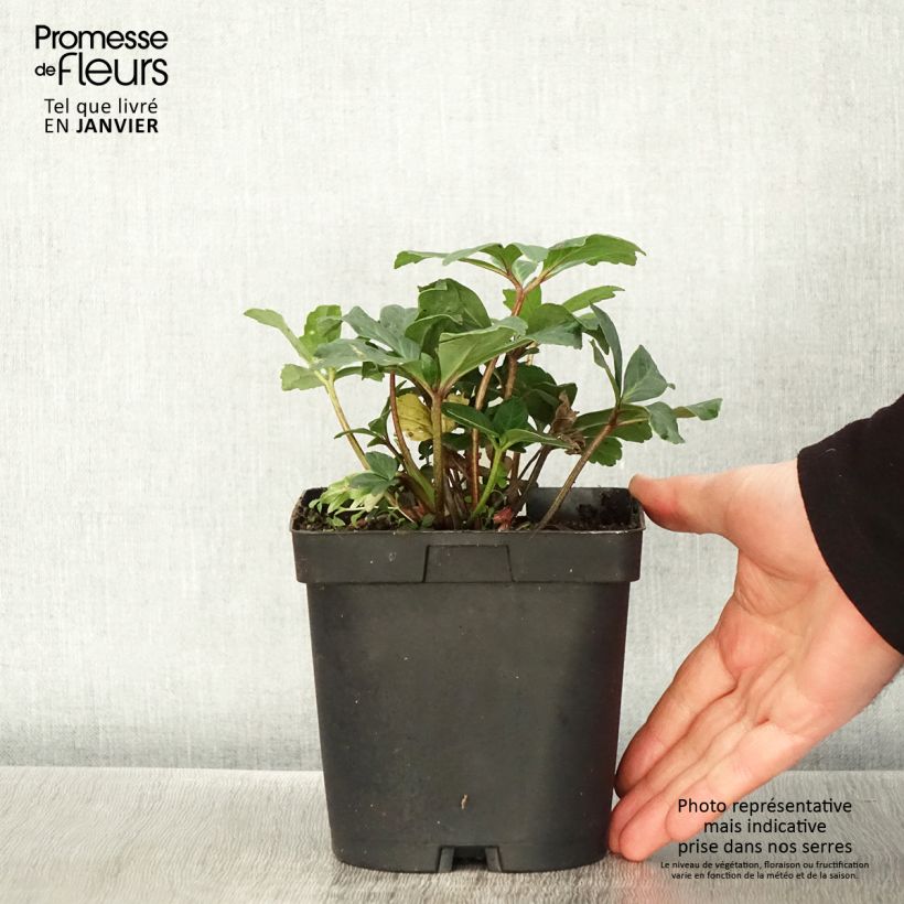 Helleborus niger Vaso da 2L/3L esemplare consegnato in inverno