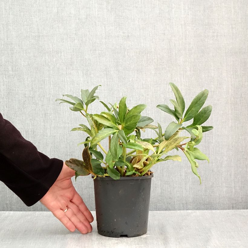 Esemplare di Helleborus niger Vaso da 2L/3L come consegnato in autunno