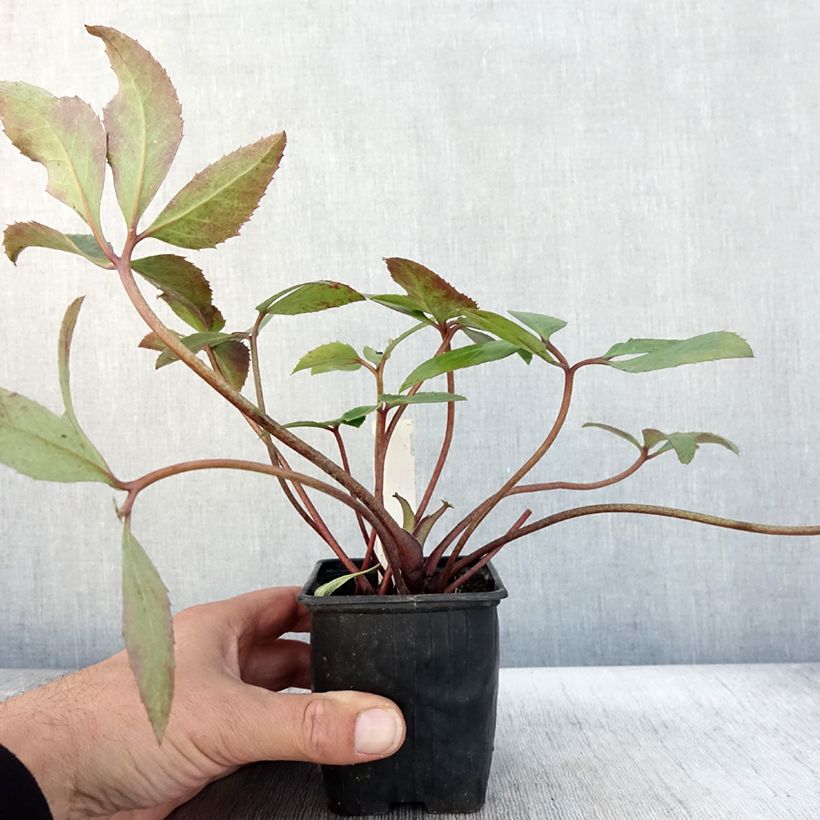 Esemplare di Helleborus ericsmithii Scrat Ice - Elleboro Vasetto da 8/9 cm come consegnato in autunno