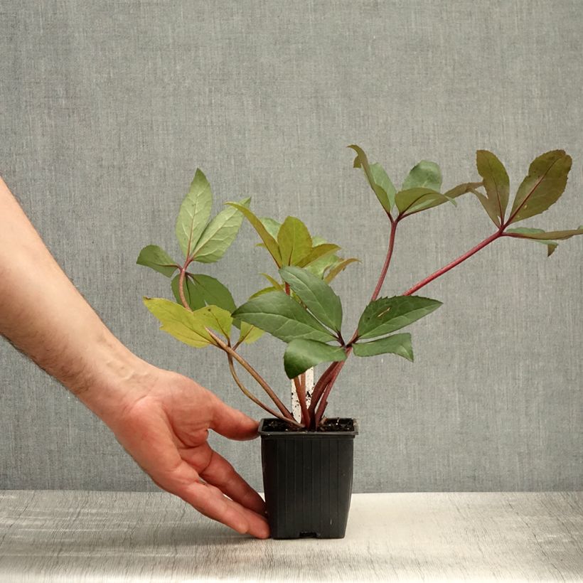 Helleborus ericsmithii Scrat Ice - Elleboro Vasetto da 8/9 cm esemplare consegnato in primavera