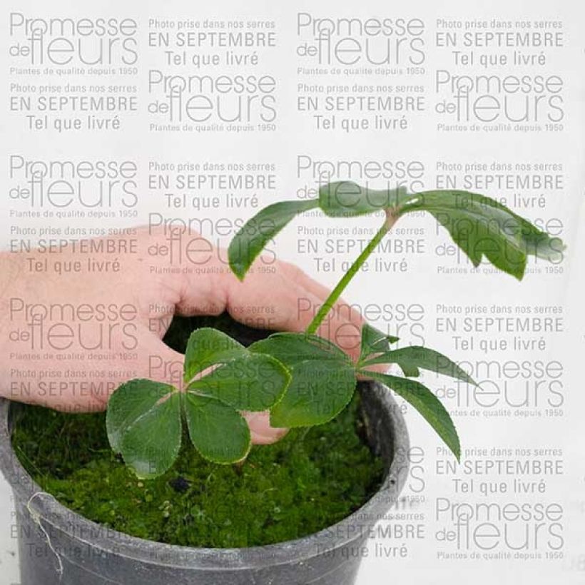 Esempio di esemplare Helleborus Green-flowered - Elleboro Vaso da 2L/3L come consegnato