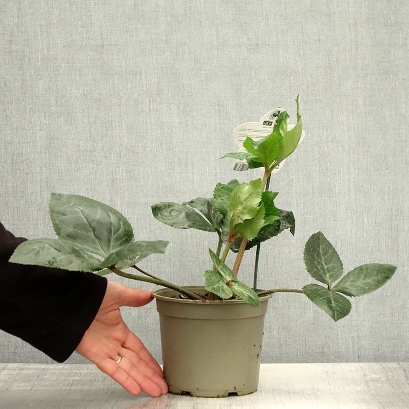 Esemplare di Helleborus ViV Bianca - Elleboro Vaso da 2L/3L come consegnato in autunno