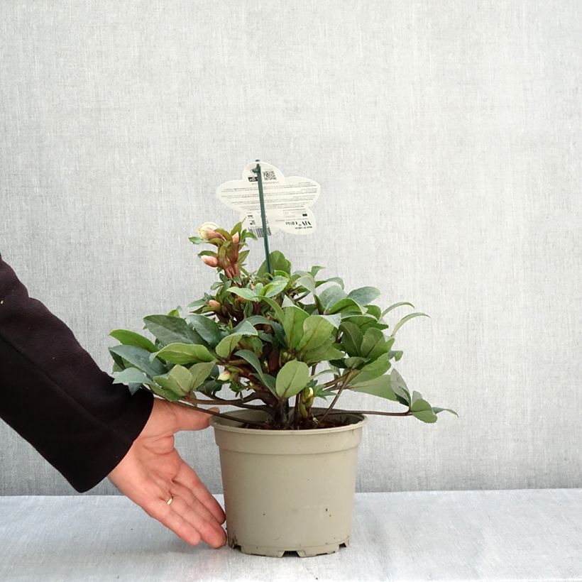 Esemplare di Helleborus ViV Olivia - Elleboro Vaso da 2L/3L come consegnato in autunno
