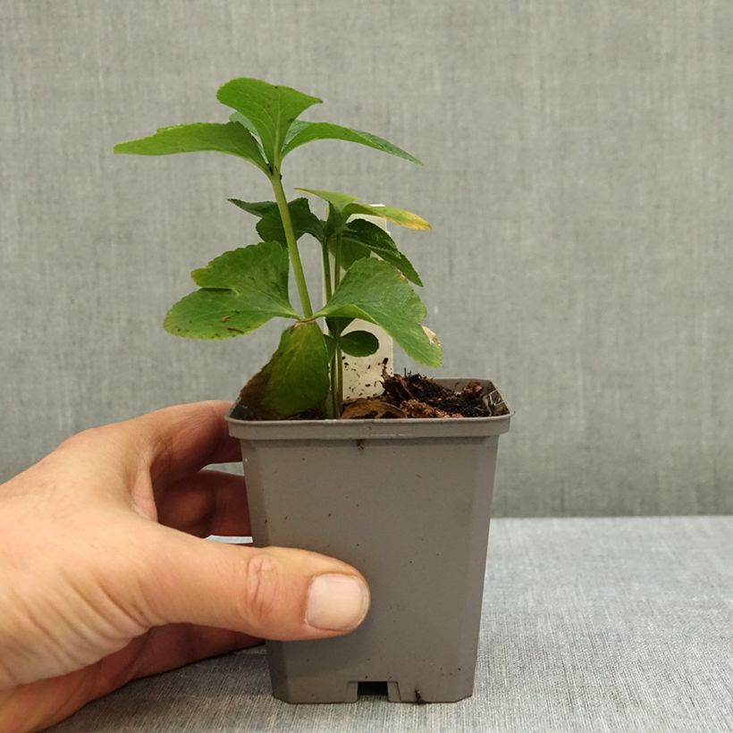 Esemplare di Helleborus Apricot - Elleboro Vasetto da 8/9 cm come consegnato in autunno
