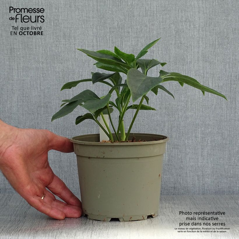 Esemplare di Helleborus Apricot guttatus - Elleboro Vaso da 2L/3L come consegnato in autunno