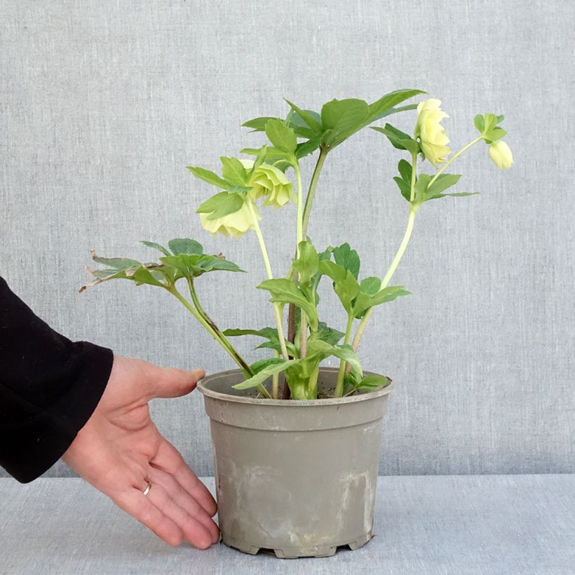 Helleborus Anemone Yellow - Elleboro Vaso da 2L/3L esemplare consegnato in primavera