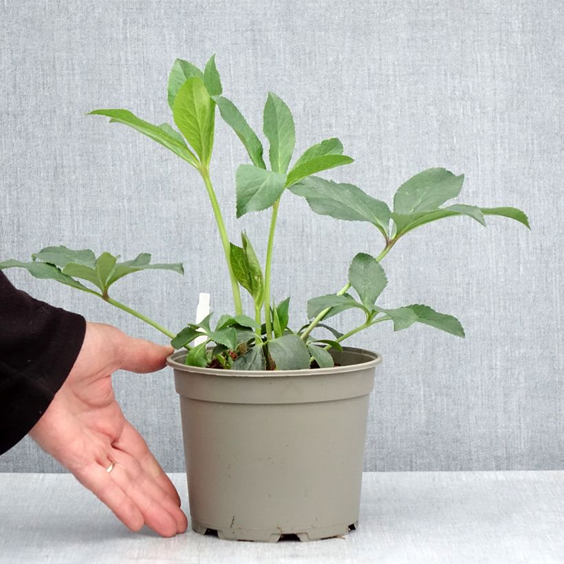 Helleborus Anemone Picotee - Elleboro Vaso da 2L/3L esemplare consegnato in primavera