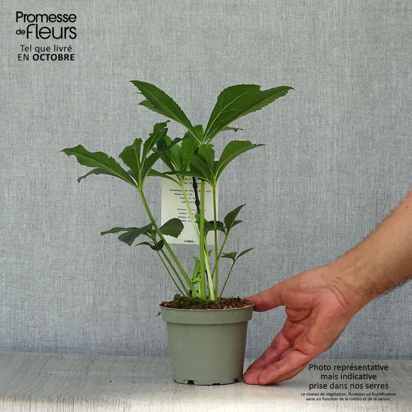 Esemplare di Helleborus Anemone Red - Elleboro Vaso da Ø 12 cm / 13 cm come consegnato in autunno