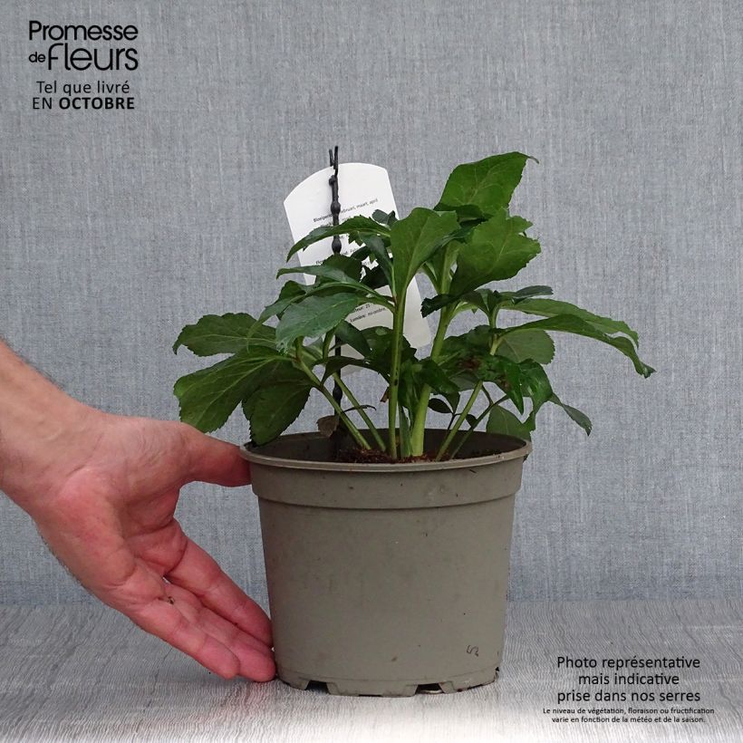 Esemplare di Helleborus Anemone Red - Elleboro Vaso da 2L/3L come consegnato in autunno