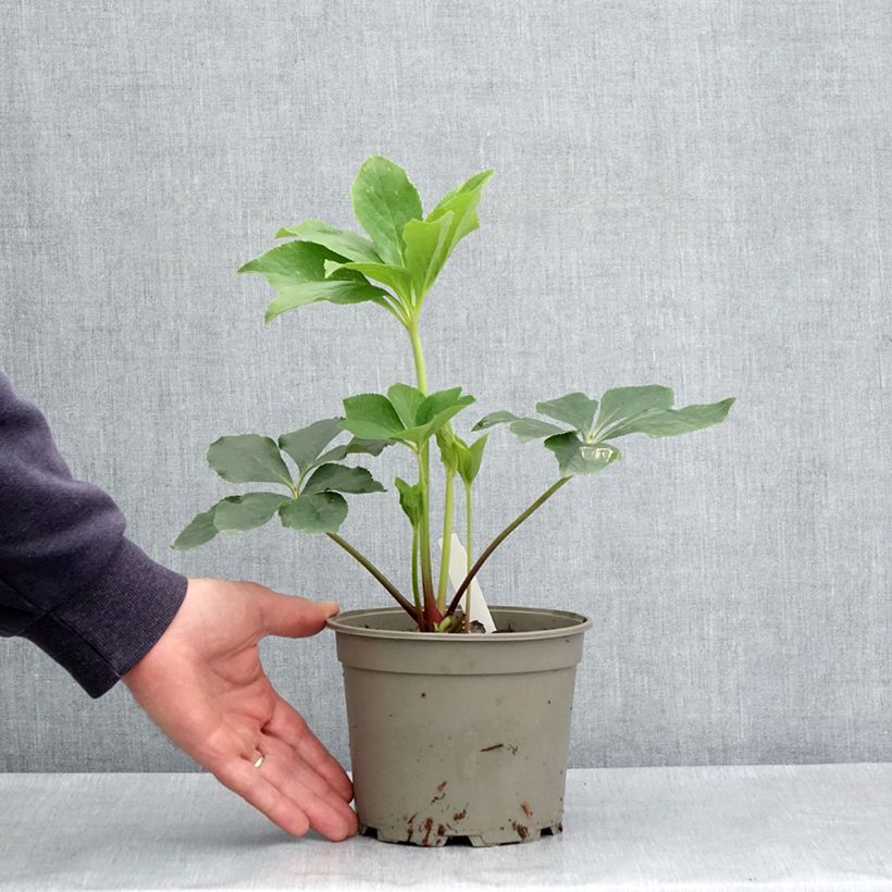 Helleborus Anemone Green - Elleboro Vaso da 2L/3L esemplare consegnato in primavera