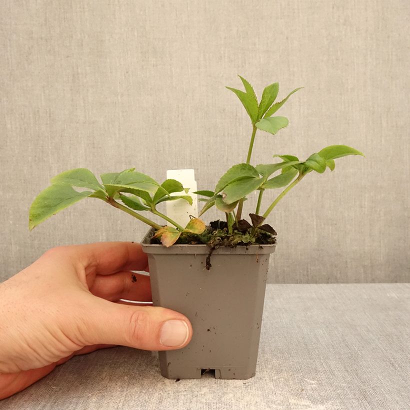 Helleborus Aubergine W/E - Elleboro Vasetto da 8/9 cm esemplare consegnato in inverno