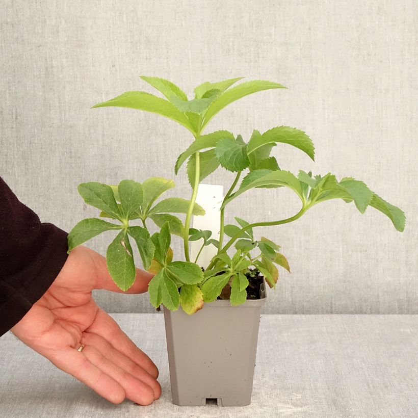 Helleborus Aubergine W/E - Elleboro Vasetto da 8/9 cm esemplare consegnato in primavera