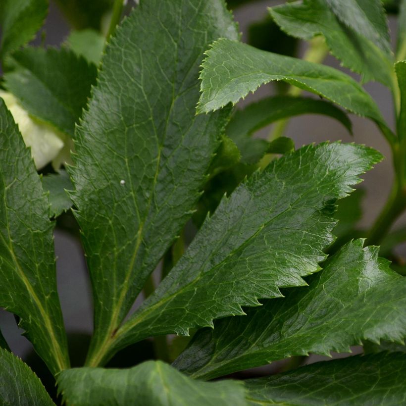 Helleborus White - Elleboro (Fogliame)