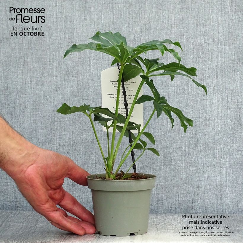 Esemplare di Helleborus White guttatus - Elleboro Vaso da Ø 12 cm / 13 cm come consegnato in autunno