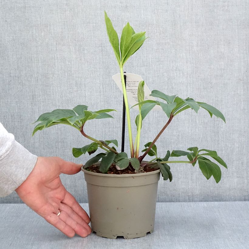 Helleborus White guttatus - Elleboro Vaso da 2L/3L esemplare consegnato in primavera