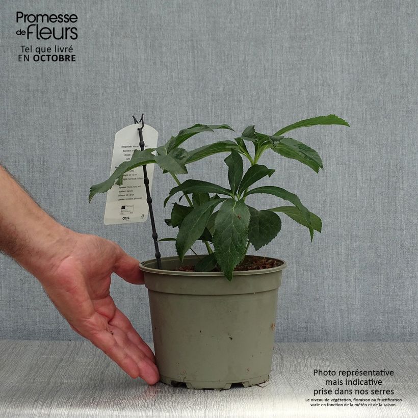 Esemplare di Helleborus Double White - Elleboro Vaso da 2L/3L come consegnato in autunno