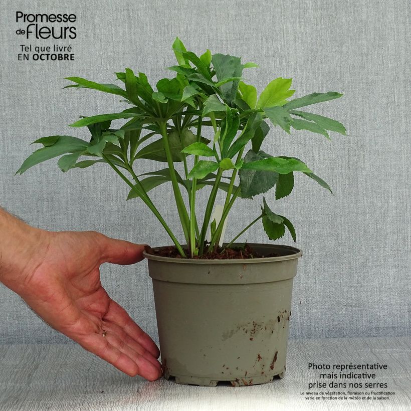 Esemplare di Helleborus Double Yellow Spotted - Elleboro Vaso da 2L/3L come consegnato in autunno