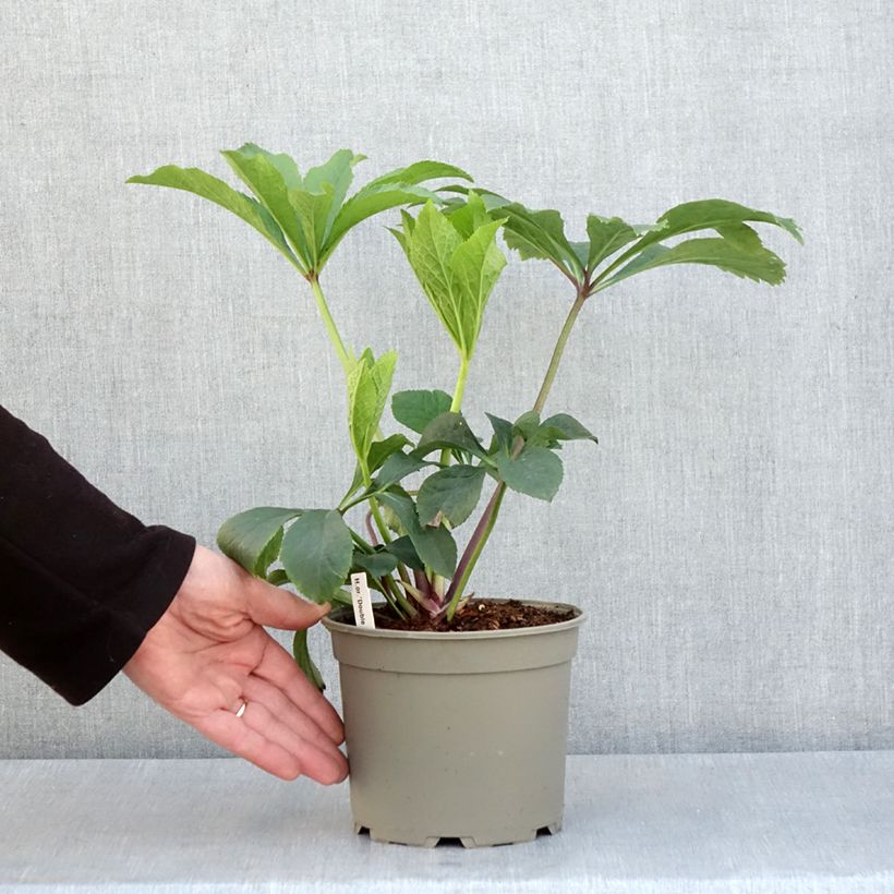Helleborus Double Yellow Spotted - Elleboro Vaso da 2L/3L esemplare consegnato in primavera