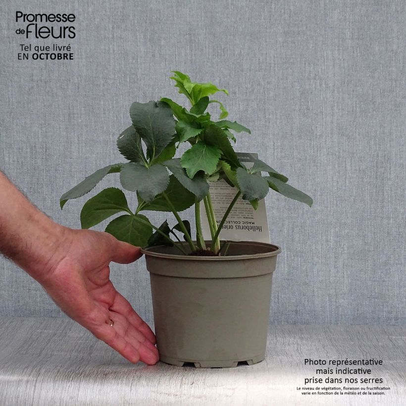Esemplare di Helleborus Double Picotee - Elleboro Vaso da 2L/3L come consegnato in autunno