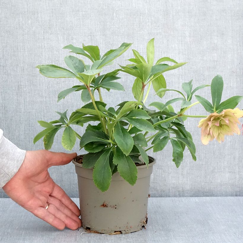 Helleborus Double Pink - Elleboro Vaso da 2L/3L esemplare consegnato in primavera