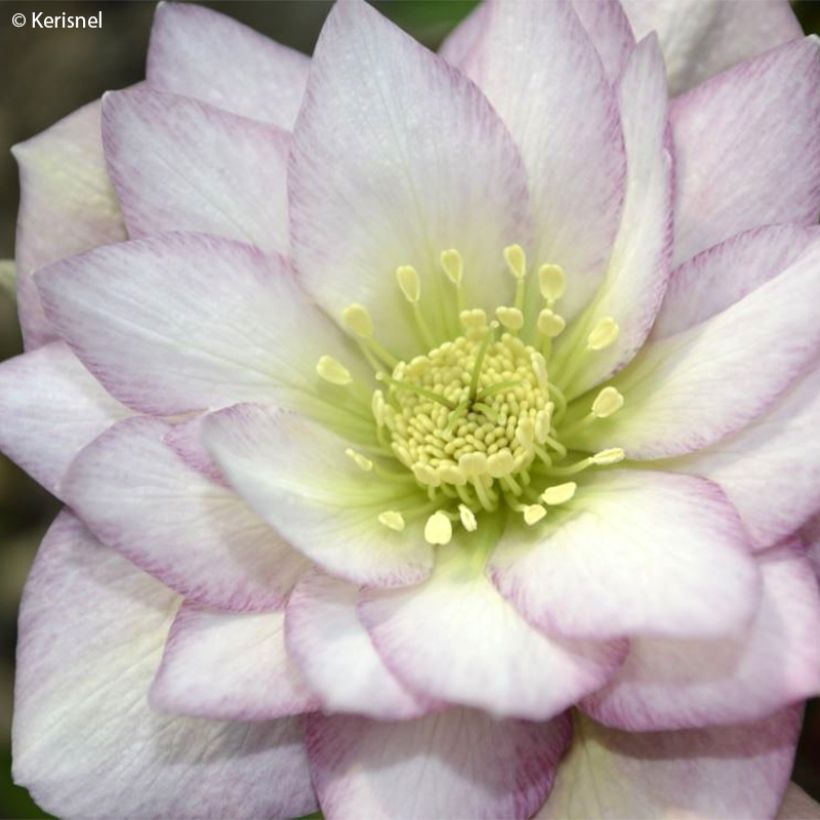 Helleborus Double Pink - Elleboro (Fioritura)