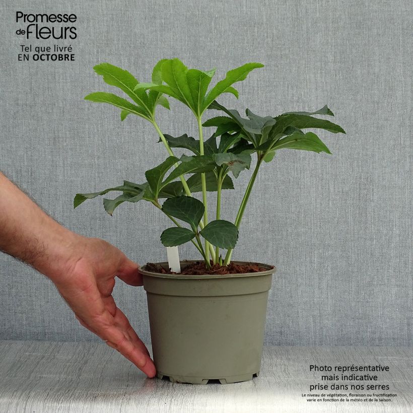 Esemplare di Helleborus Double Red - Elleboro Vaso da 2L/3L come consegnato in autunno