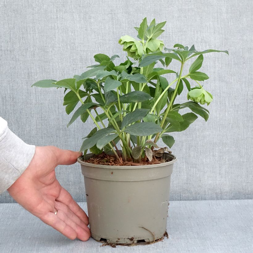 Helleborus Double Green Spotted - Elleboro Vaso da 2L/3L esemplare consegnato in primavera