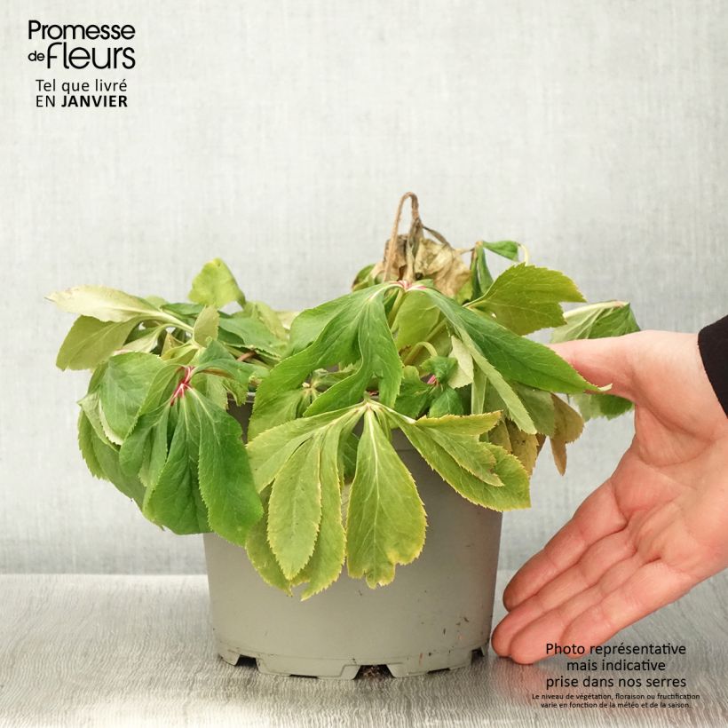 Helleborus Special Pink - Elleboro Vaso da 2L/3L esemplare consegnato in inverno