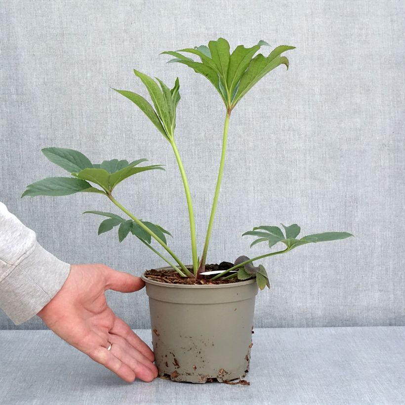 Helleborus Magic Apricot guttatus - Elleboro Vaso da 2L/3L esemplare consegnato in primavera