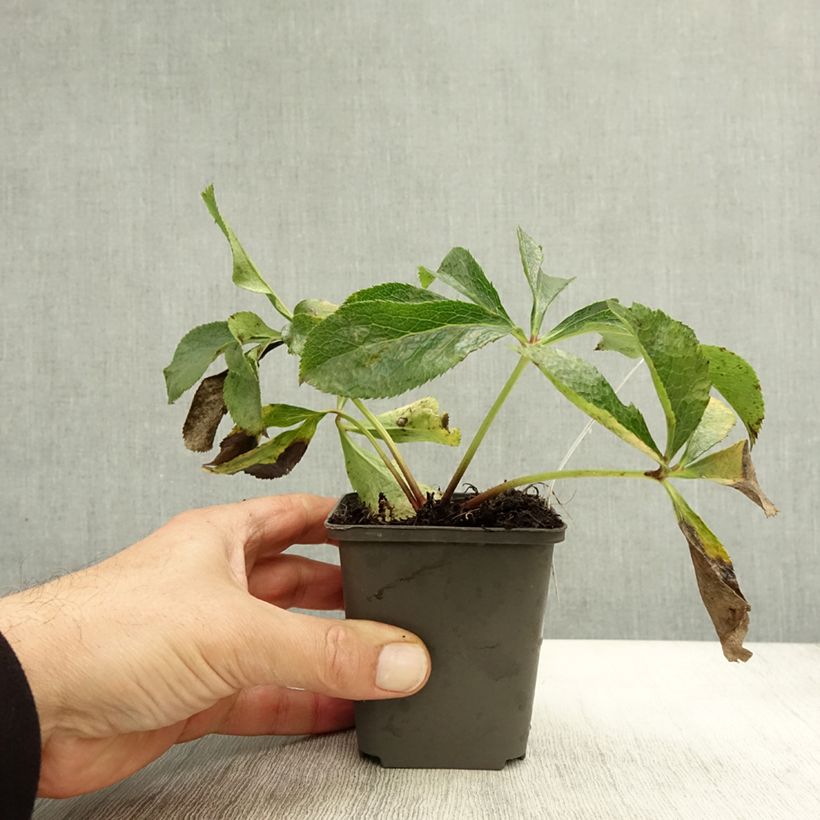 Esemplare di Helleborus Mix - Elleboro Vasetto da 8/9 cm come consegnato in autunno