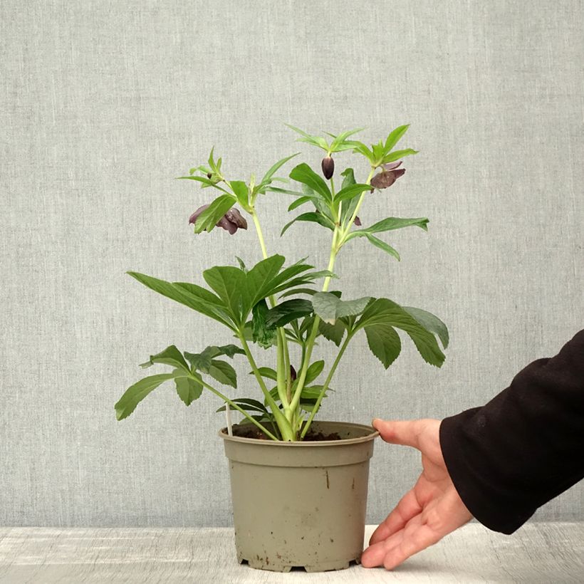 Esemplare di Helleborus Black - Elleboro Vaso da 1,5L/2L come consegnato in autunno
