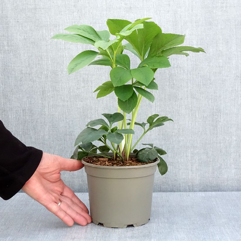 Helleborus Peach with Dark Center - Elleboro Vaso da 2L/3L esemplare consegnato in primavera