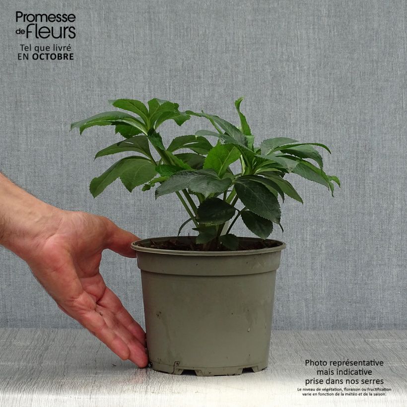 Esemplare di Helleborus Picotee - Elleboro Vaso da 2L/3L come consegnato in autunno