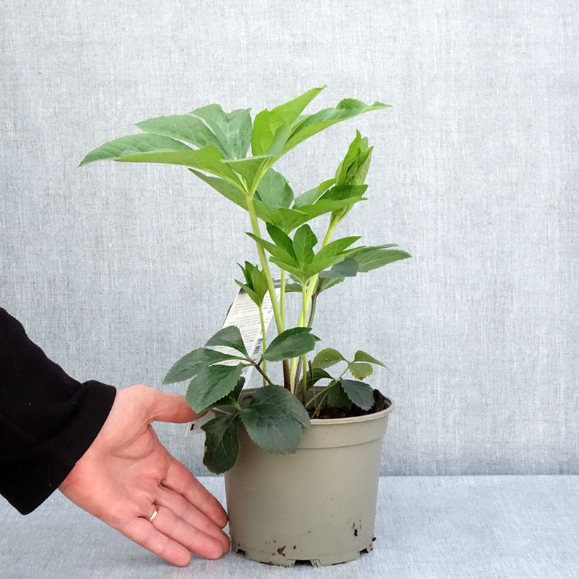 Helleborus Picotee - Elleboro Vaso da 2L/3L esemplare consegnato in primavera