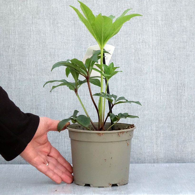 Helleborus Pink Green Centre - Elleboro Vaso da 2L/3L esemplare consegnato in primavera