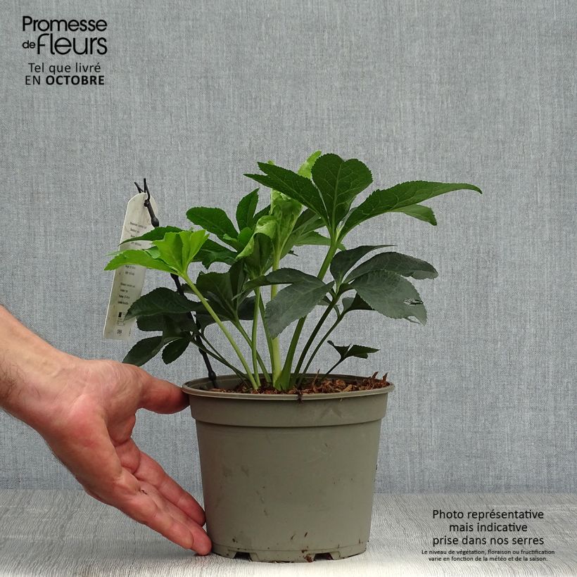 Esemplare di Helleborus Pink Spotted - Elleboro Vaso da 2L/3L come consegnato in autunno